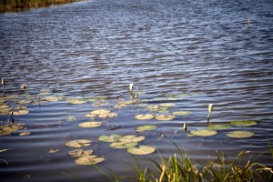 Seerosen am Senegal-Fluss